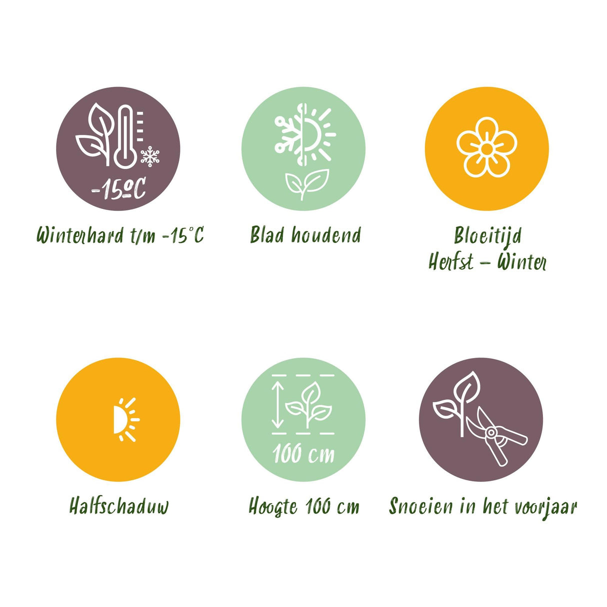 Livraison plante Skimmia japonica Duo – Lot de 2 – Pot 10,5 cm