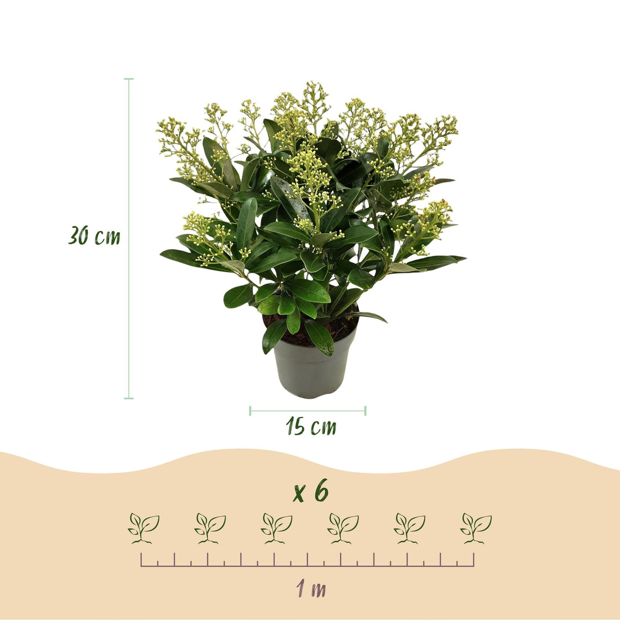 Livraison plante Skimmia japonica Finchy – Lot de 2 – Pot 15 cm