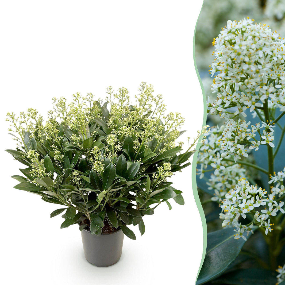 Livraison plante Skimmia japonica Finchy – Pot 19 cm – Hauteur 60 cm