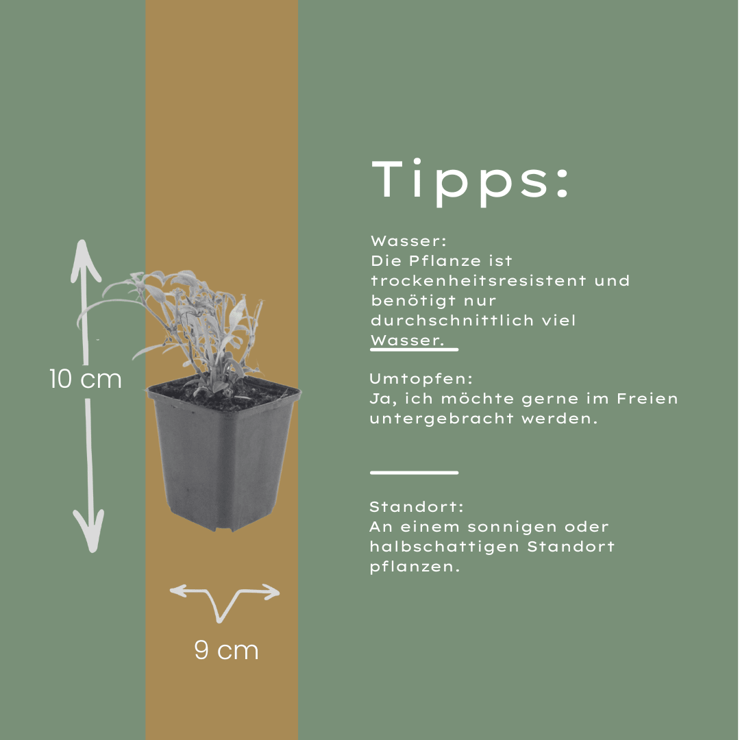 Livraison plante Valeriane rouge