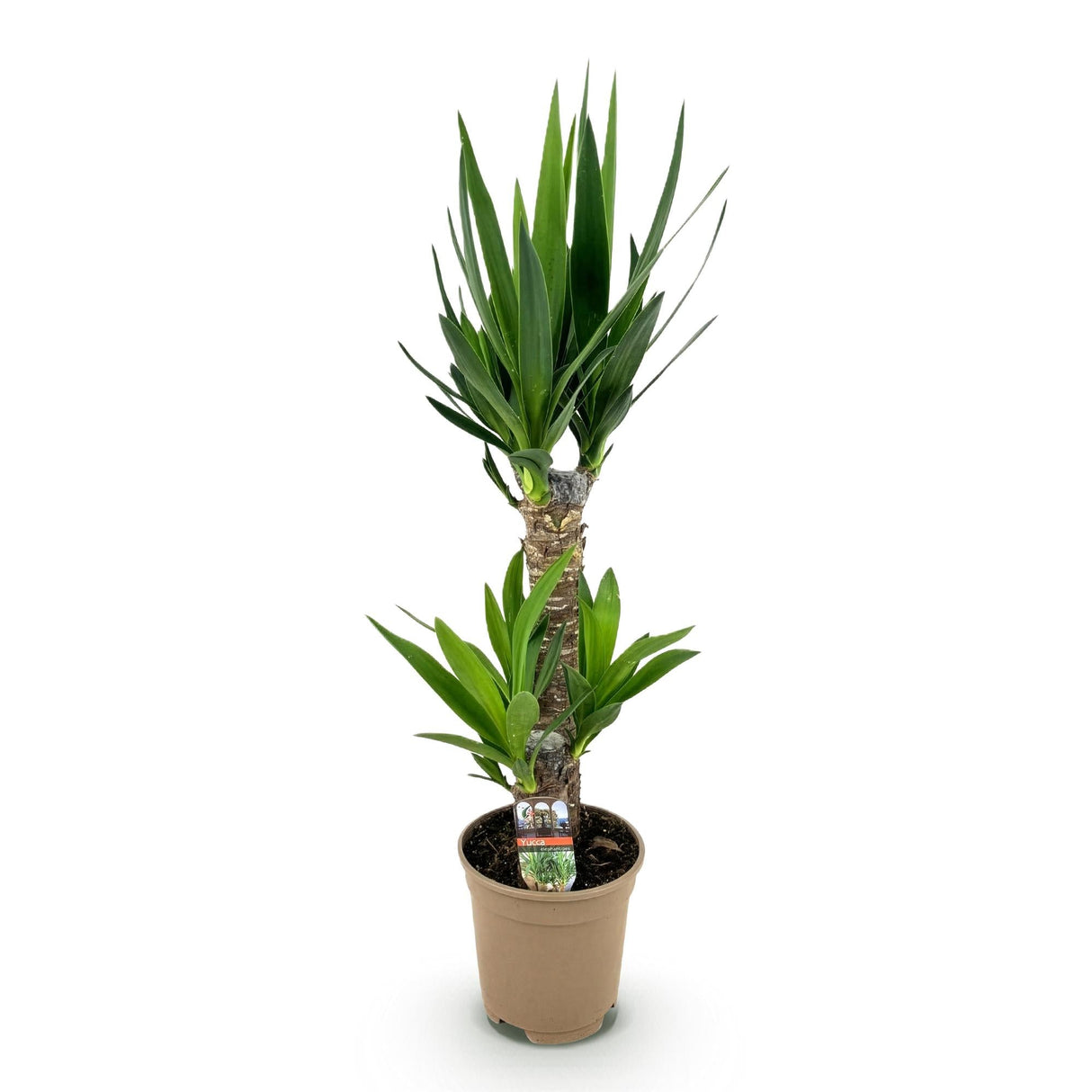 Livraison plante Yucca elephantipes d17cm h75cm