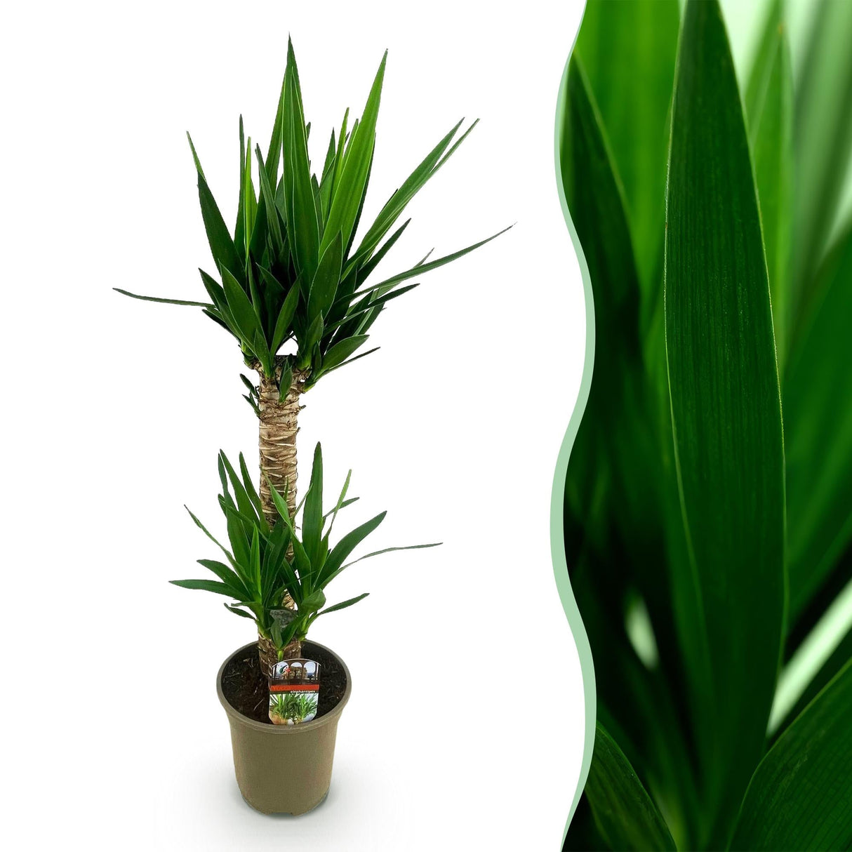 Livraison plante Yucca elephantipes d19 cm H120 cm