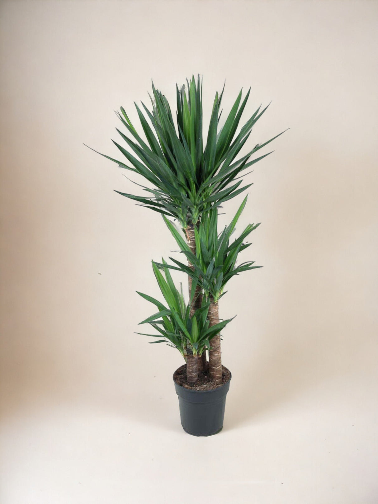 Livraison plante Yucca pied d'éléphant