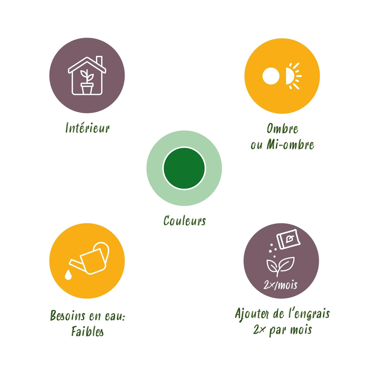 Livraison plante Zamioculcas - Lot de 2 - Pot 17 cm - Hauteur 65 - 75 cm