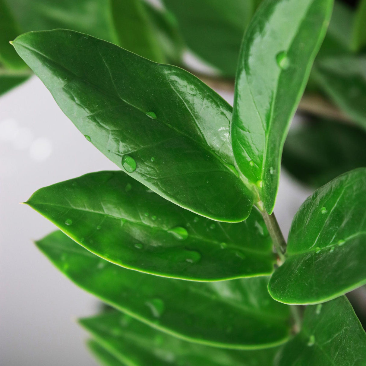 Livraison plante Zamioculcas - Lot de 2 - Pot 17 cm - Hauteur 65 - 75 cm