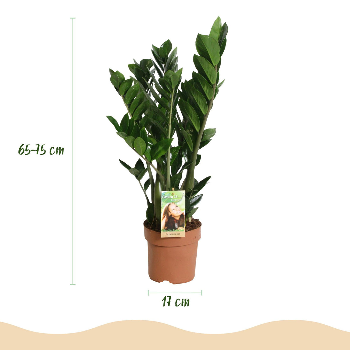 Livraison plante Zamioculcas - Lot de 2 - Pot 17 cm - Hauteur 65 - 75 cm