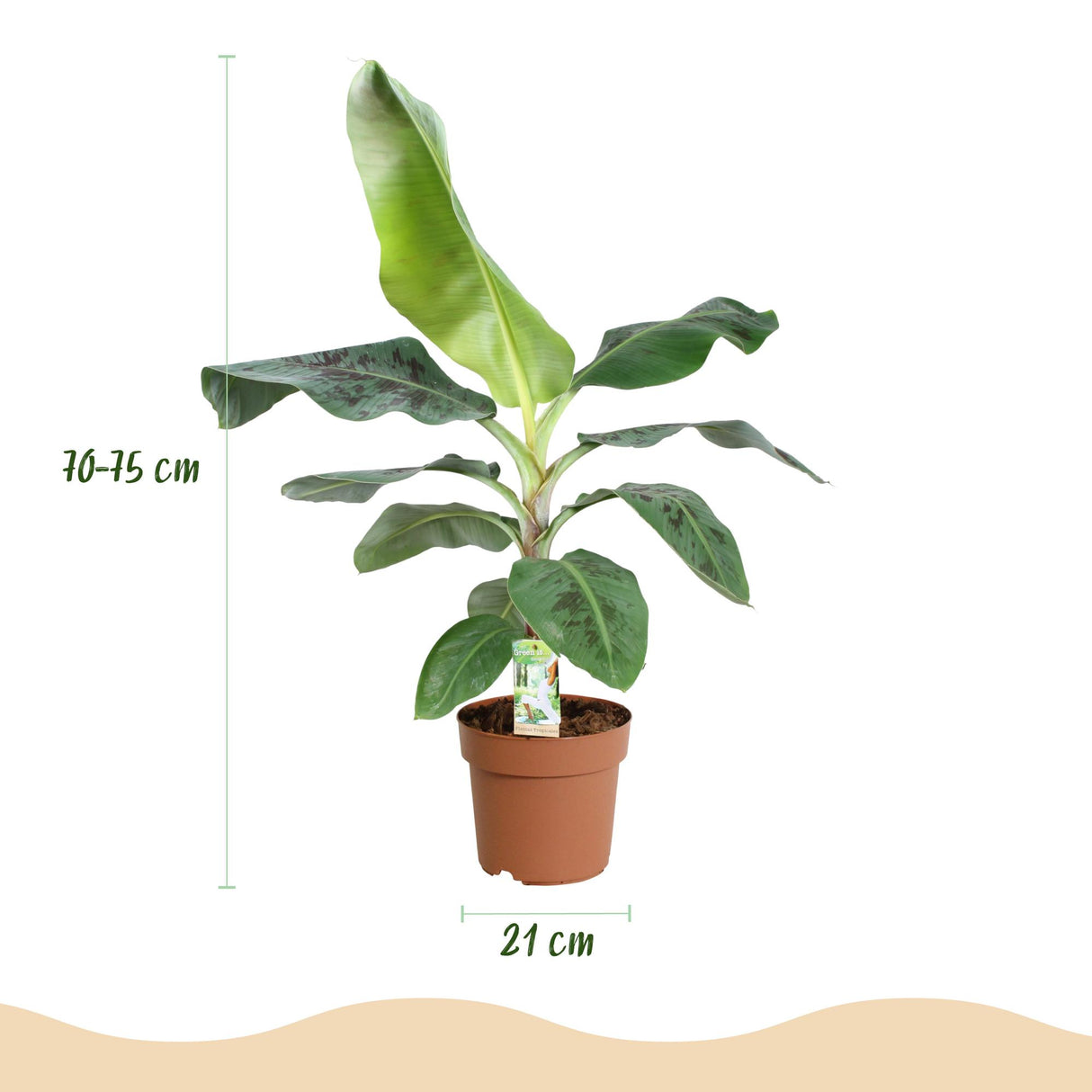 Green BoutiQ - Kamerväxtn - Musa acuminata Dwarf Cavendisch - Bananenplant - Weinig onderhoud - Groen - 1 Plant - met Potter Grijs - Kruka 21cm - Hoogte 70-75cm