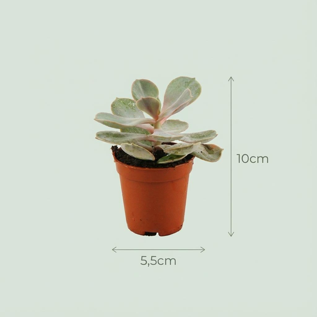 Mini Succulenten Mix - 3 Stuks - Ø 5,5 cm - Hoogte: 5-10 cm