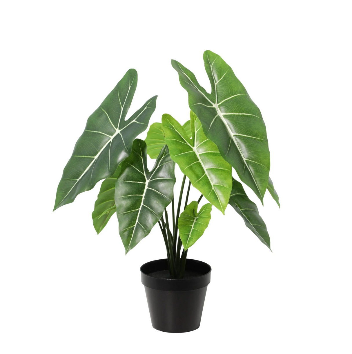Alocasia polly artificiel h40cm