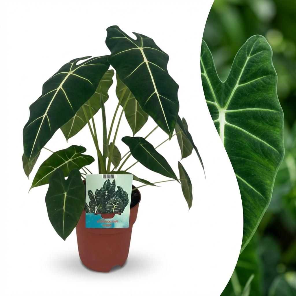 Green boutiQ - Kamerplant - Olifantsoor - Alocasia Frydek - Groen - Weinig onderhoud - 1 Plant - Kruka 19cm - Hoogte 60cm