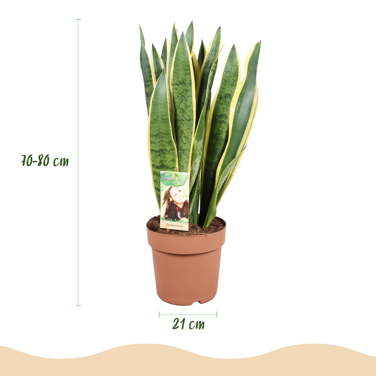 Green BoutiQ - Green is... Kamerväxtn - Utanevieria Laurentii - Vrouwentong - Weinig onderhoud - Groen - 1 Plant - Kruka 21cm - Hoogte 70-80cm