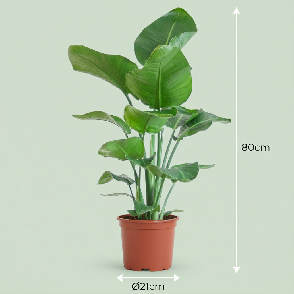 Green boutiQ - Kamerplant - Paradijsvogelplant - Stelitzia Nicolai - Groen - Weinig onderhoud - 1 Plant - Kruka 19cm - Hoogte 80 - 90cm
