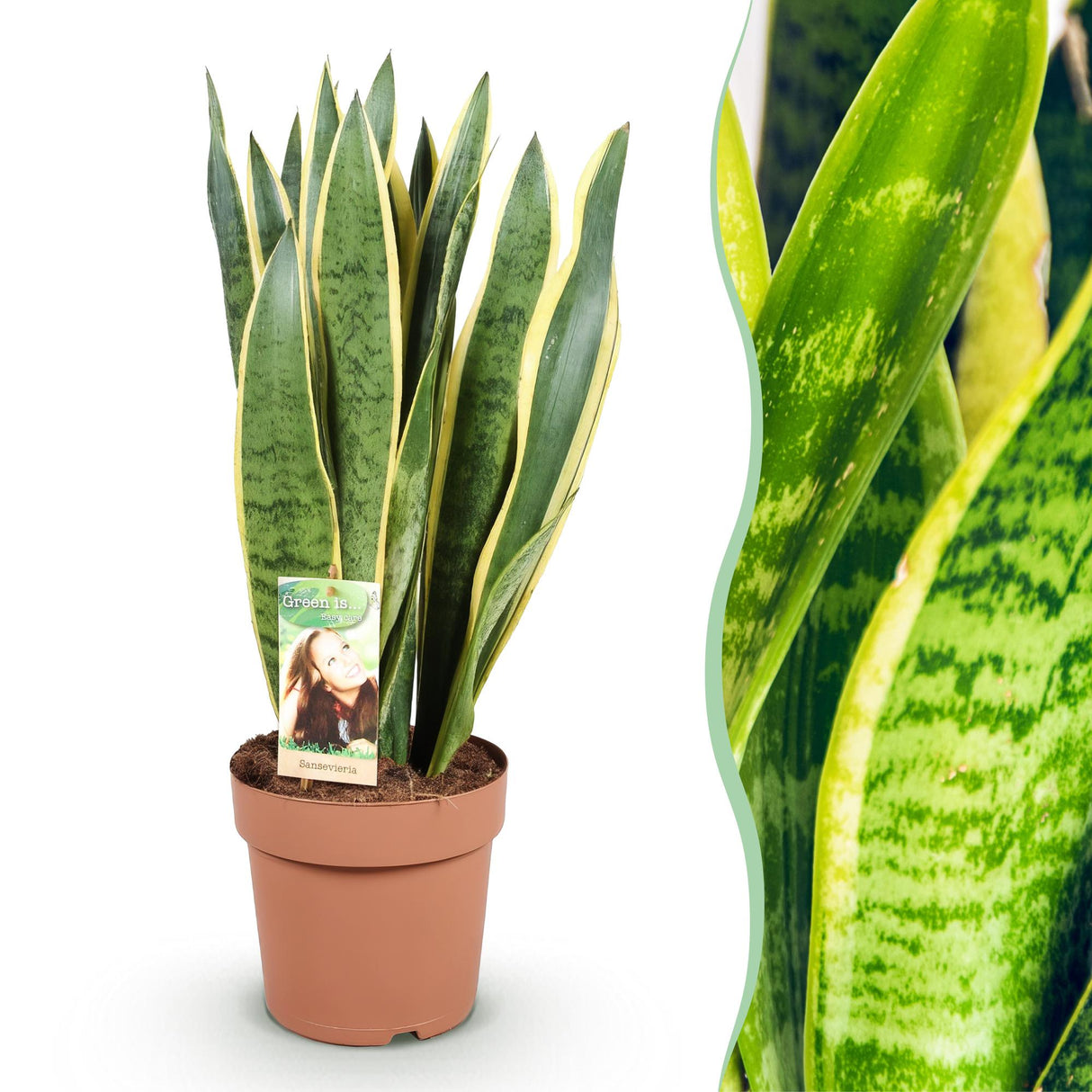 Green BoutiQ - Green is... Kamerväxtn - Utanevieria Laurentii - Vrouwentong - Weinig onderhoud - Groen - 1 Plant - Kruka 21cm - Hoogte 70-80cm