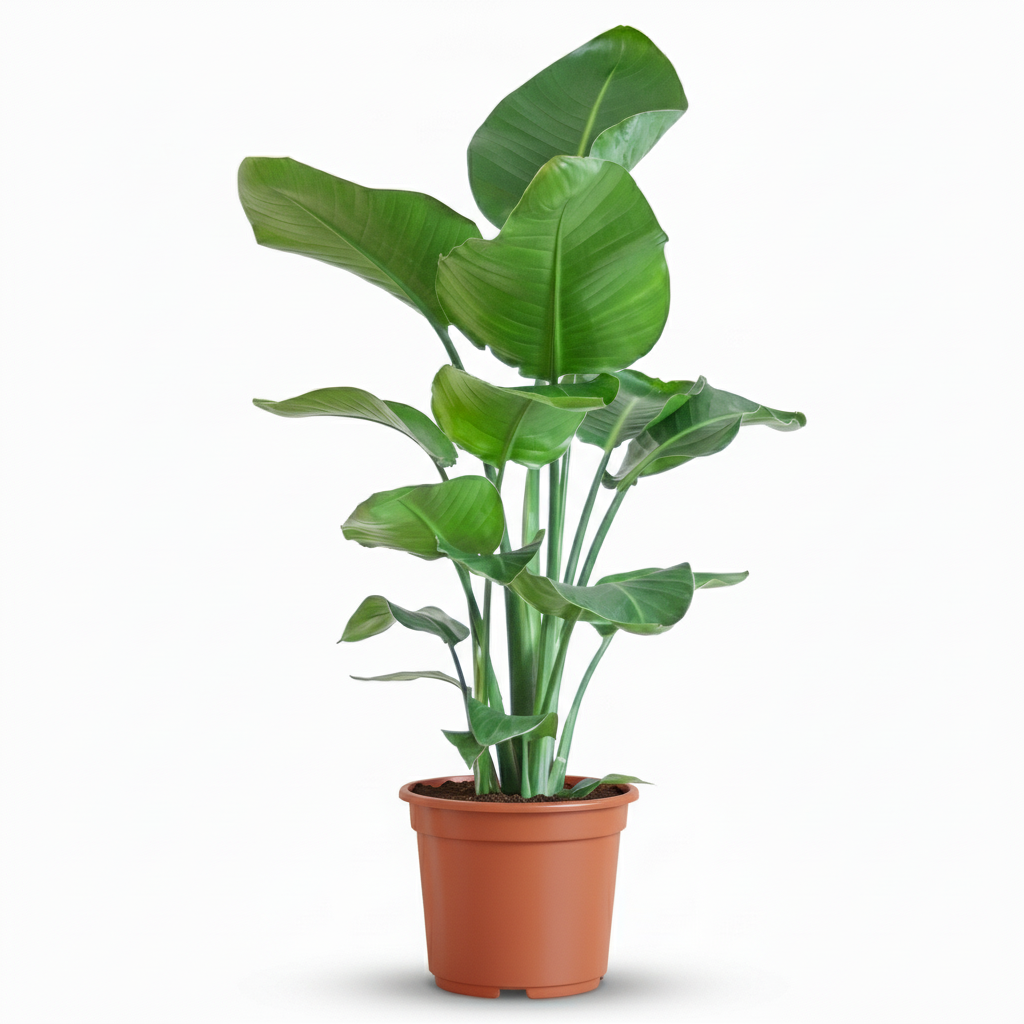 Green boutiQ - Kamerplant - Paradijsvogelplant - Stelitzia Nicolai - Groen - Weinig onderhoud - 1 Plant - Kruka 19cm - Hoogte 80 - 90cm