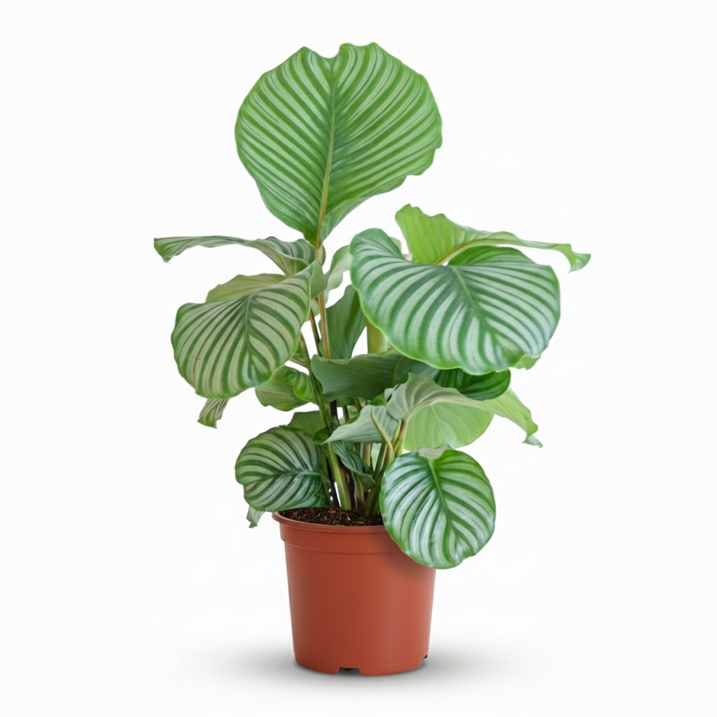 Green boutiQ - Kamerplant - Pauwenplant - Calathea Orbifolia - Groen - Weinig onderhoud - 1 Plant - Kruka 21cm - Hoogte 60 - 70cm