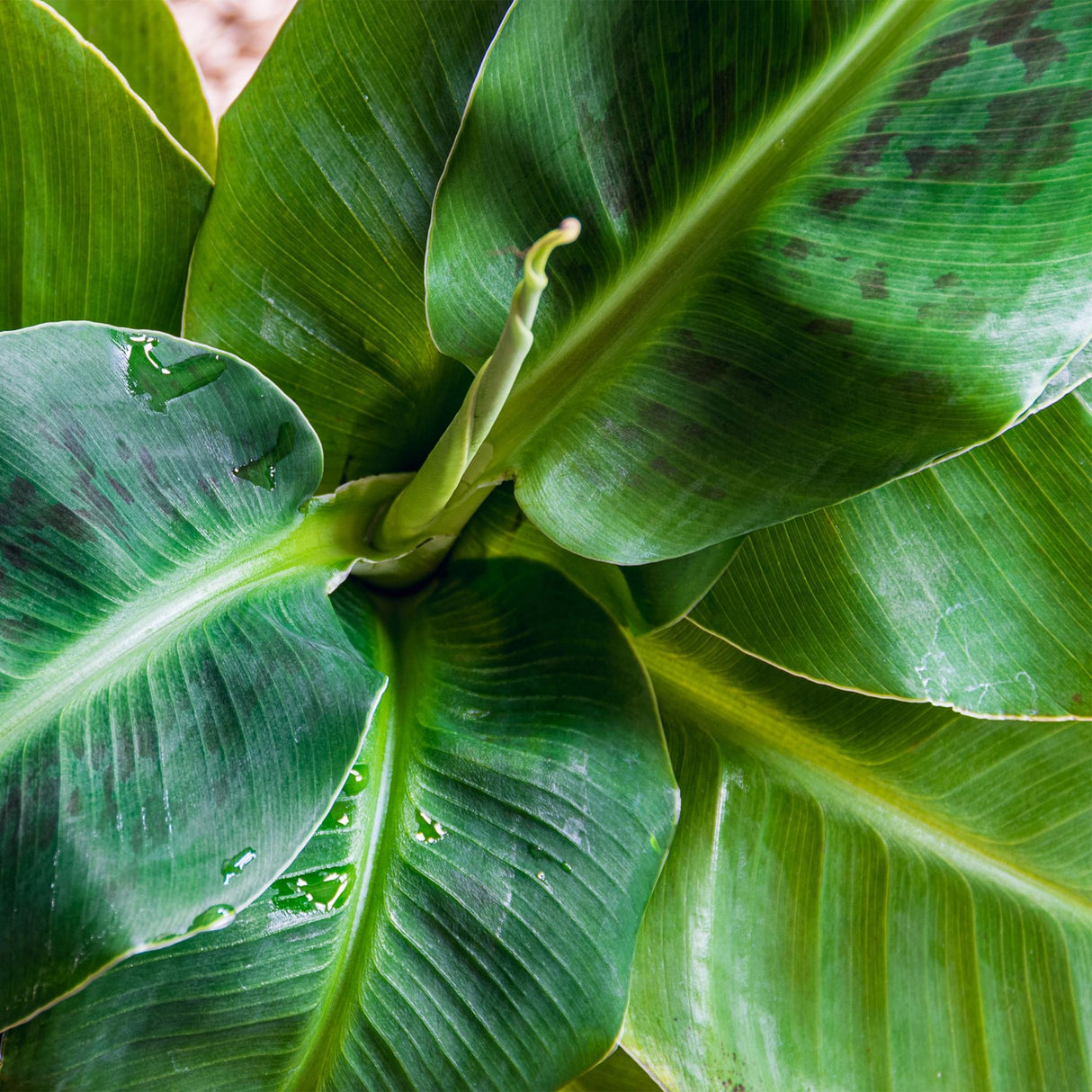 Green BoutiQ - Kamerväxtn - Musa acuminata Dwarf Cavendisch - Bananenplant - Weinig onderhoud - Groen - 1 Plant - met Potter Grijs - Kruka 21cm - Hoogte 70-75cm