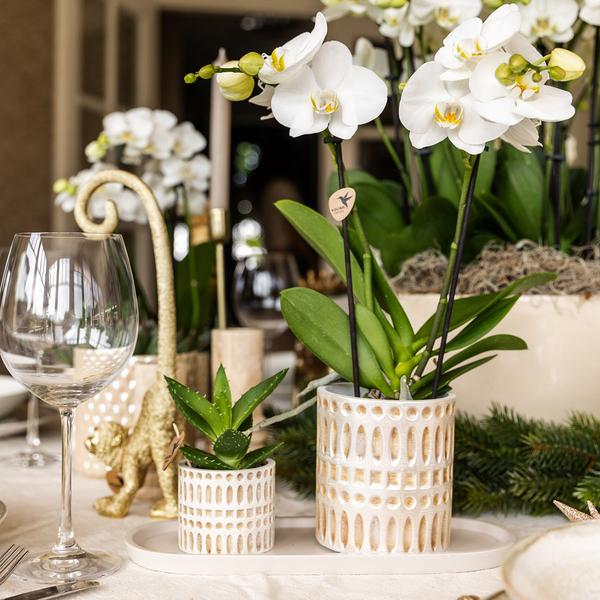 Kolibri Company | Växtnset Le Chic small | Witte Phalaenopsis Orchidee Amabilis i Succulent incl. keramieken sierpotten op crème organisch dienblad