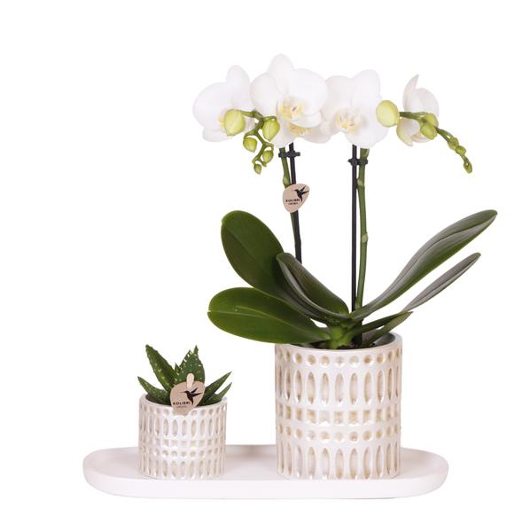 Kolibri Company | Växtnset Le Chic small | Witte Phalaenopsis Orchidee Amabilis i Succulent incl. keramieken sierpotten op crème organisch dienblad