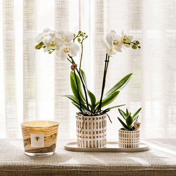 Kolibri Company | Växtnset Le Chic small | Witte Phalaenopsis Orchidee Amabilis i Succulent incl. keramieken sierpotten op crème organisch dienblad