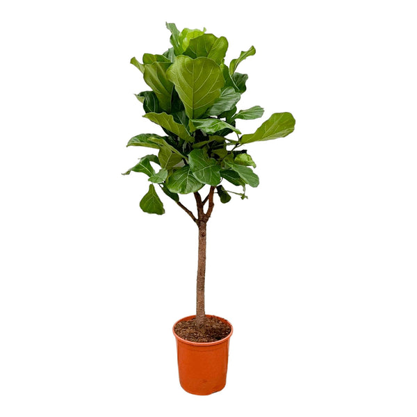Ficus Lyrata bom - 180cm - ⌀30