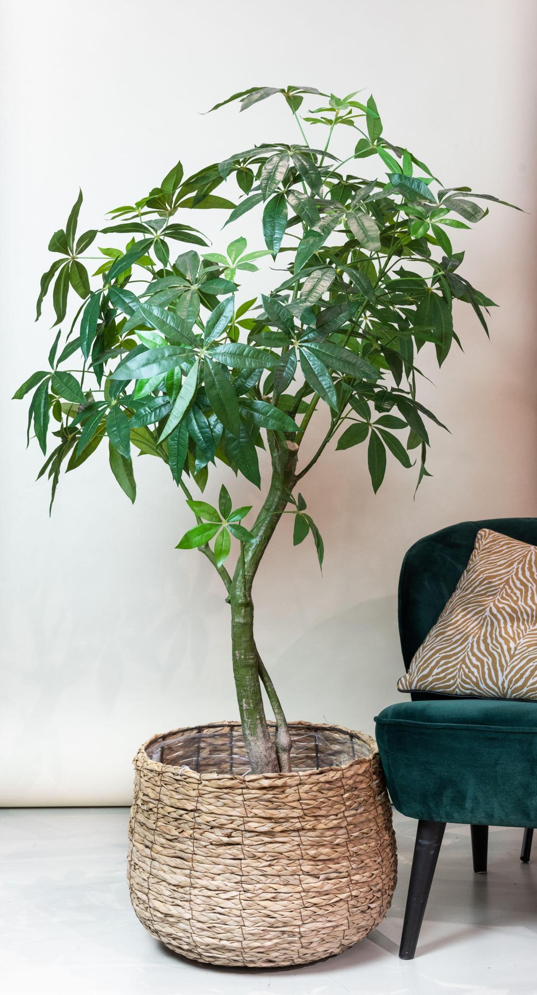 Konstplanta - Pachira Aquatica - Geldboom - 180 cm