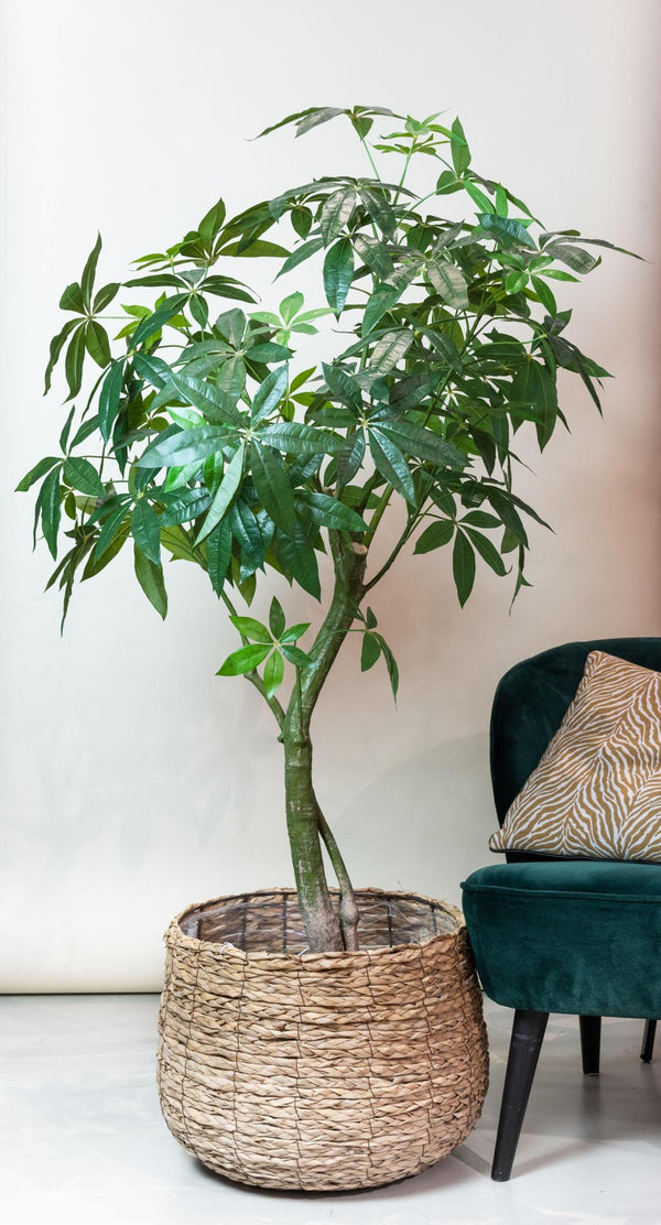 Konstplanta - Pachira Aquatica - Geldboom - 180 cm