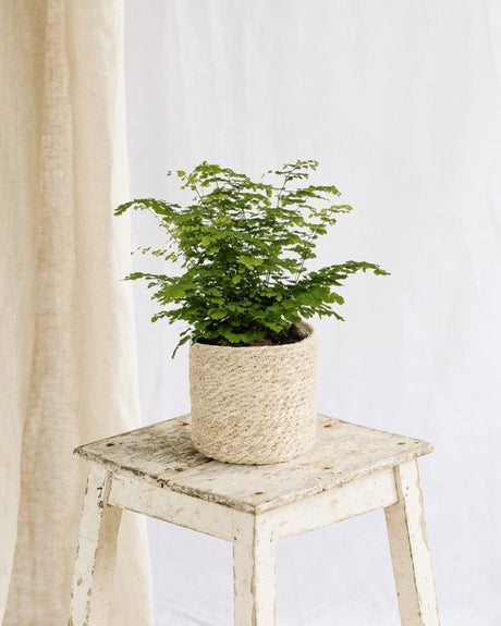 Adiantum Fritz Luthi entretien et soins - La Green Touch