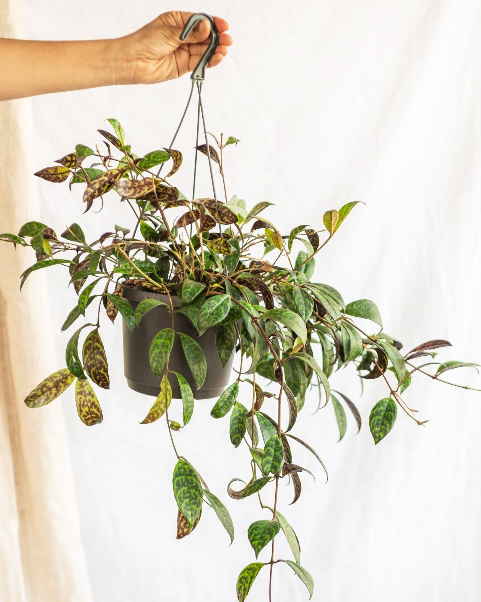 Entretien - Aeschynanthus : Guide pratique - La Green Touch
