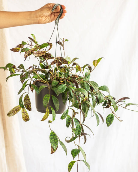 Entretien - Aeschynanthus : Guide pratique - La Green Touch