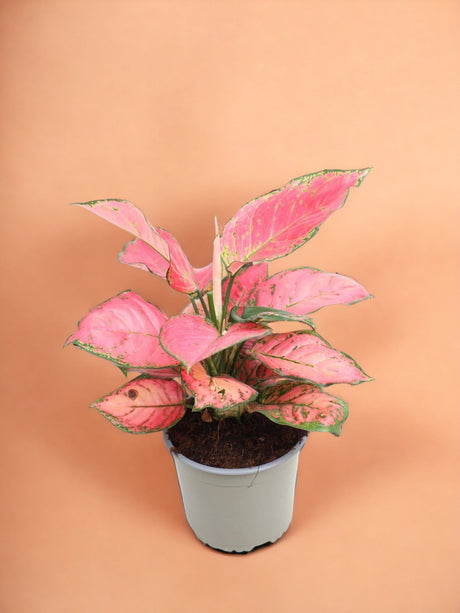 Entretien - Aglaonema Sun Star: Guide pratique - La Green Touch