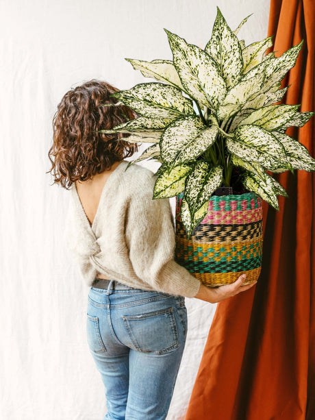 Entretien - Aglaonema White Kiwi: Guide pratique - La Green Touch