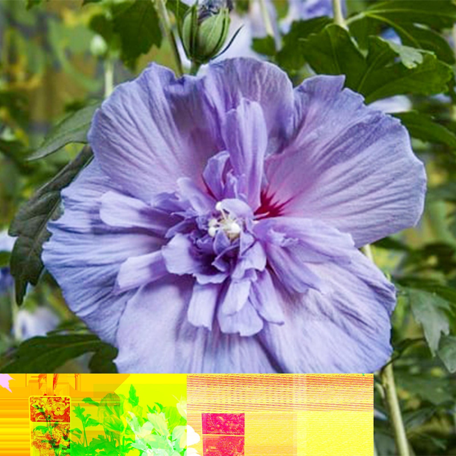 Entretien - Althéa (Hibiscus syriacus) : Guide pratique - La Green Touch