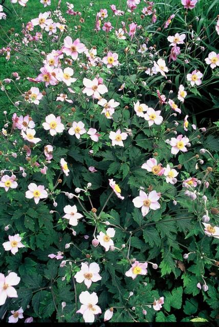 Entretien - Anémone Du Japon (Anemone tomentosa) : Guide pratique - La Green Touch