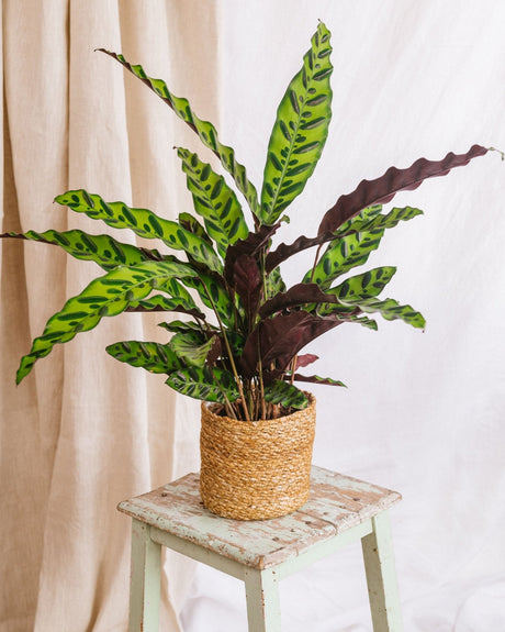 Entretien - Calathea Lancifolia: Guide pratique - La Green Touch