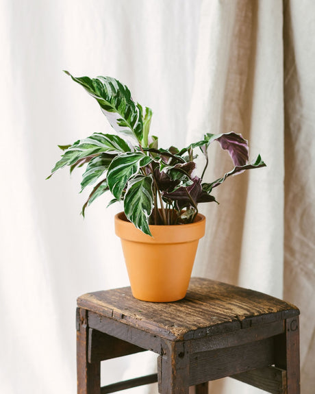 Entretien Calathea White Fusion - La Green Touch
