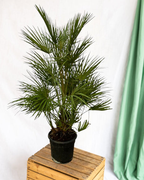 Entretien - chamaerops Humilis: Guide pratique - La Green Touch
