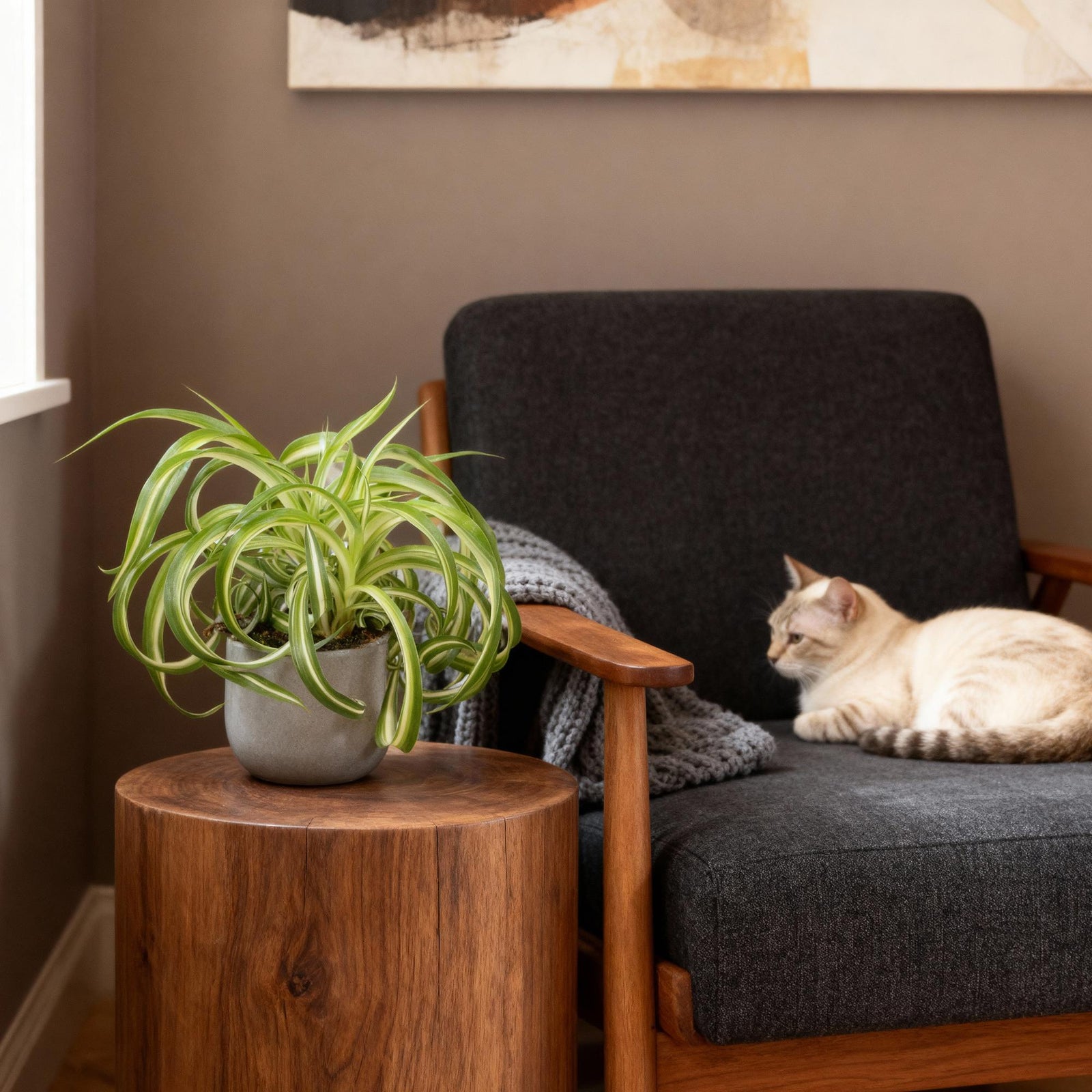 Entretien - Chlorophytum Bonnie: Guide pratique - La Green Touch