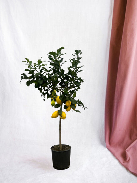 Entretien - Citronnier Citrus: Guide pratique - La Green Touch