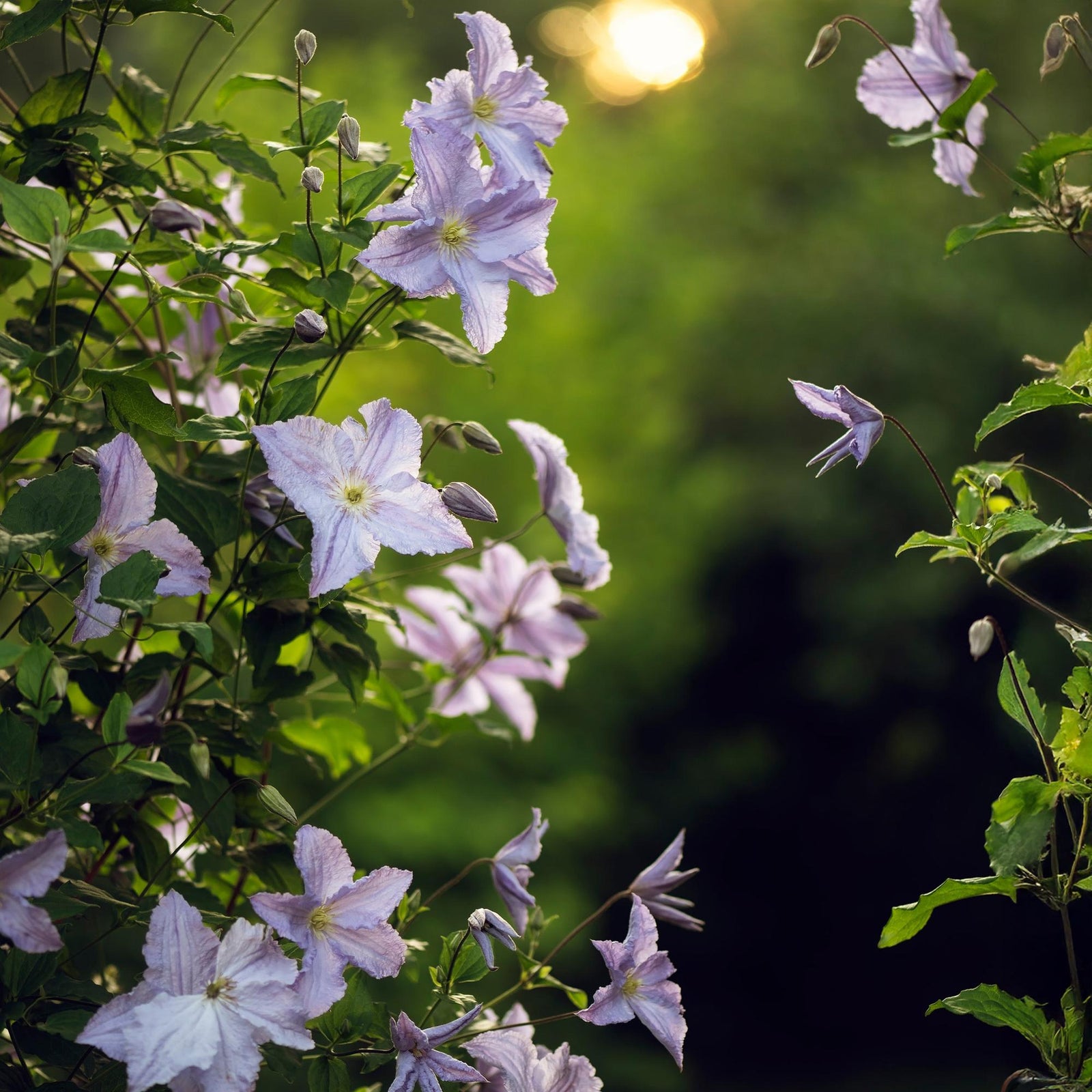 Entretien - Clématite (Clematis) : Guide pratique - La Green Touch