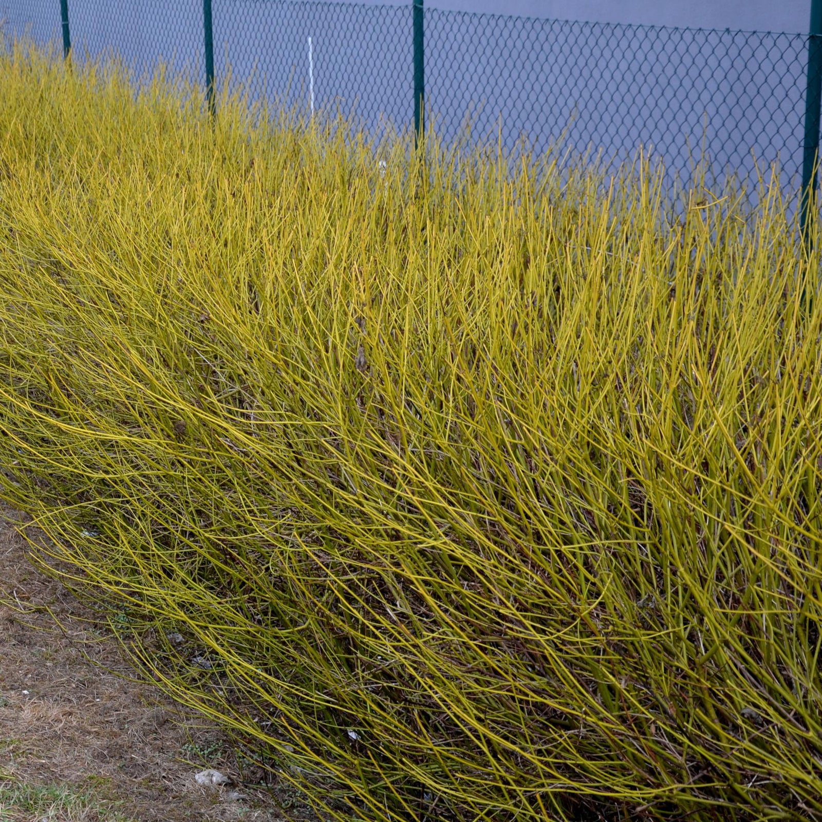 Entretien - Cornouiller Blanc (Cornus sericea) : Guide pratique - La Green Touch