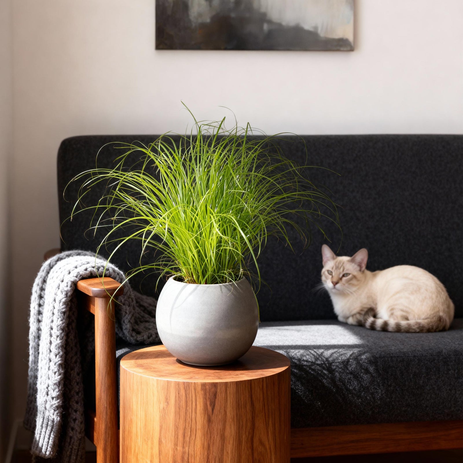 Entretien - Cyperus Zumula: Guide pratique - La Green Touch