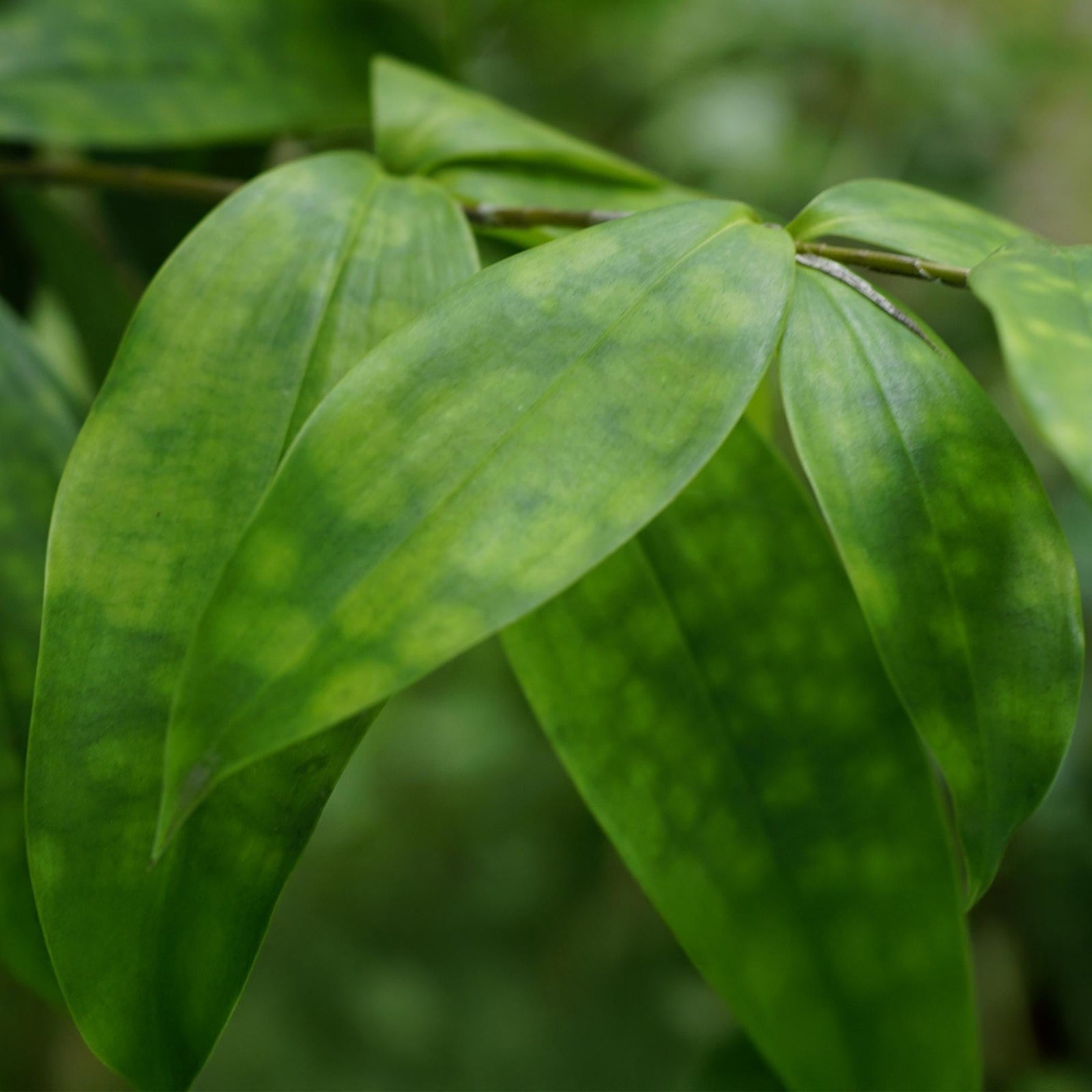 Entretien - Dracaena (Dracaena surculosa) : Guide pratique - La Green Touch