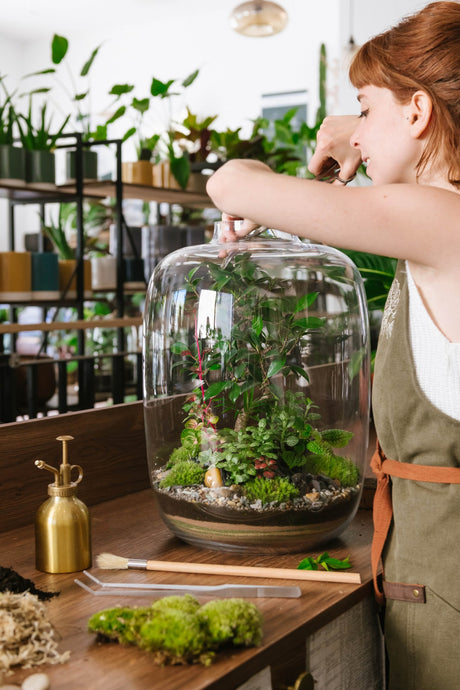 Entretien d’un terrarium - La Green Touch