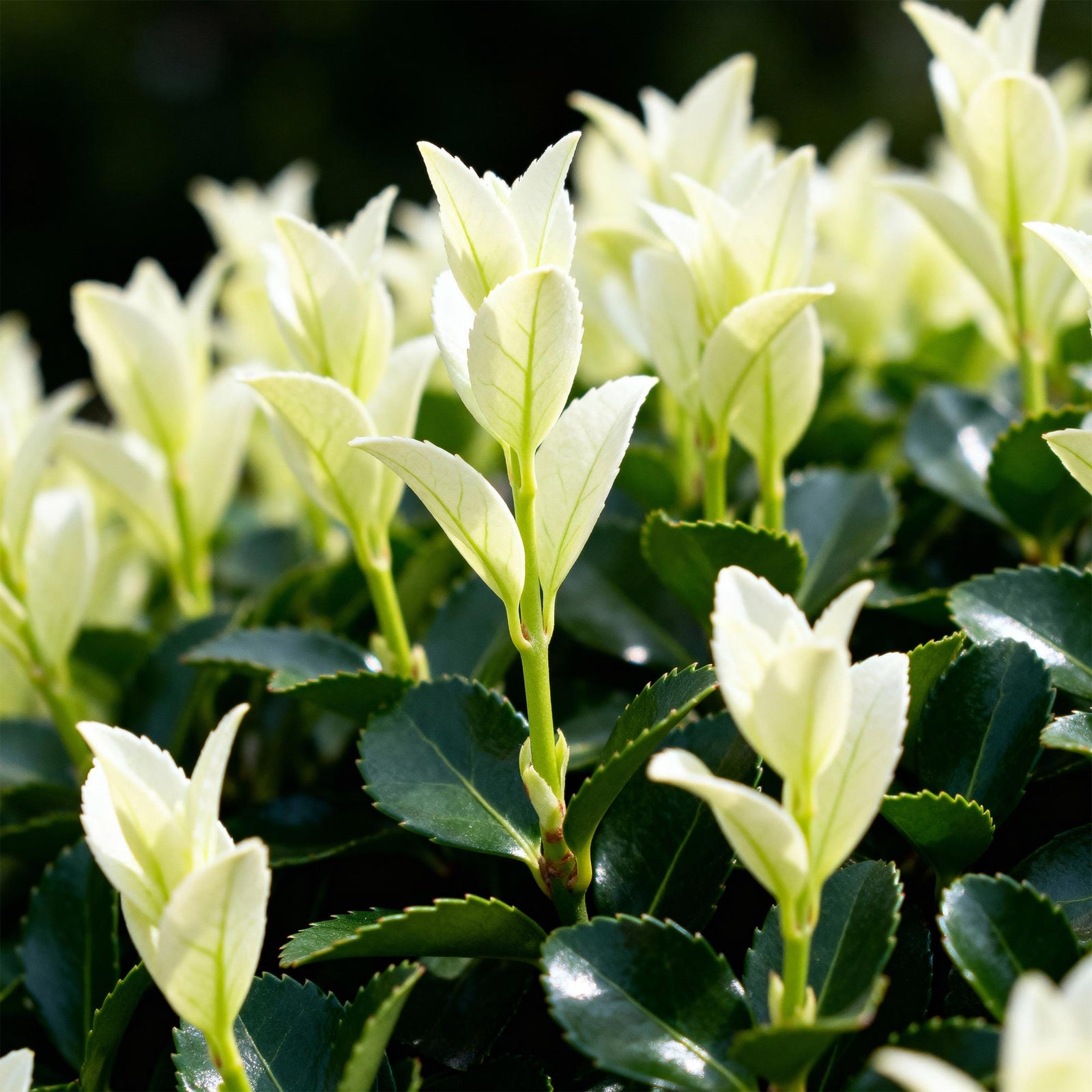 Entretien - Euonymus Paloma Blanca: Guide pratique - La Green Touch