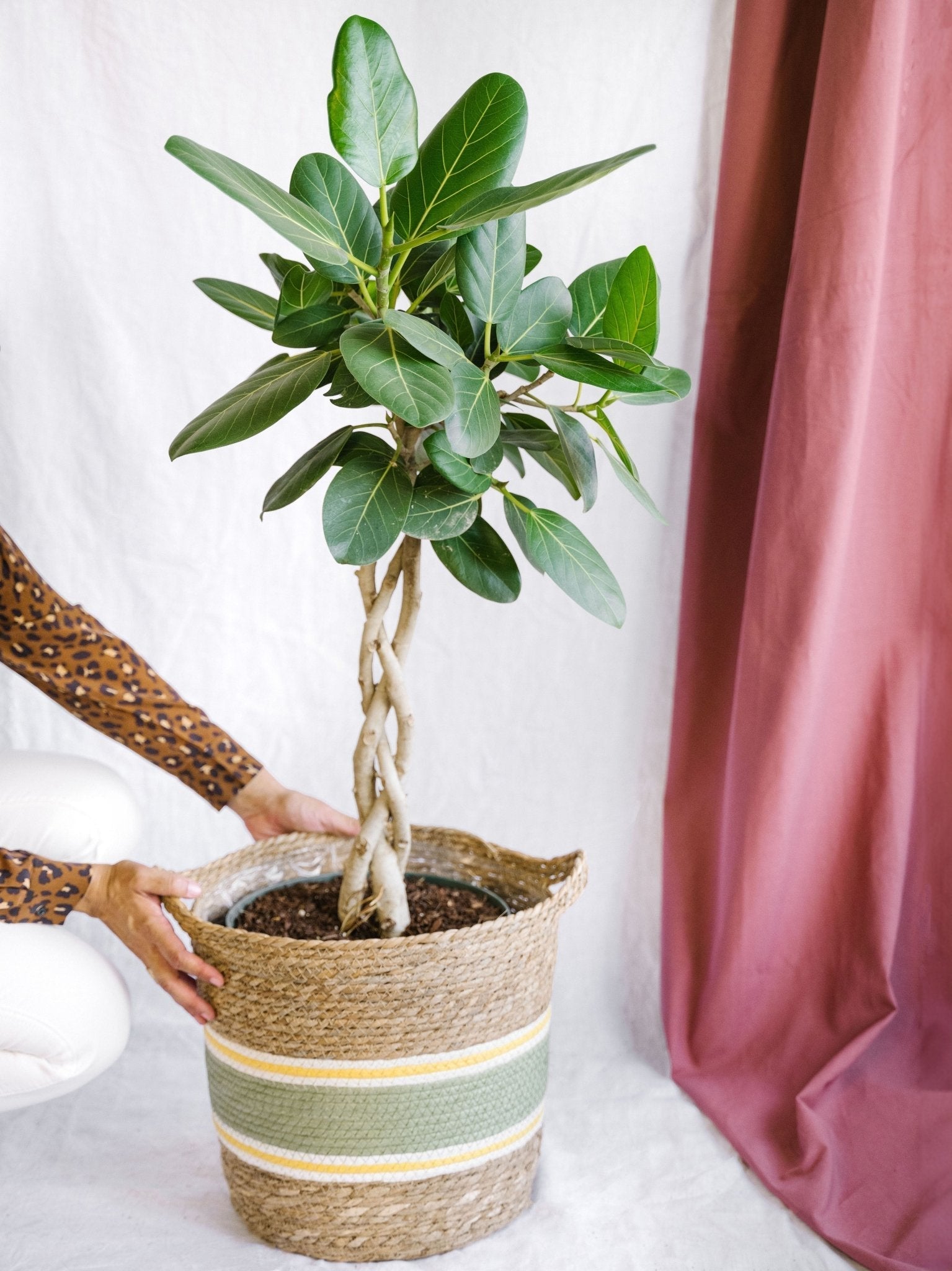 Entretien - Ficus Benghalensis: Guide pratique - La Green Touch