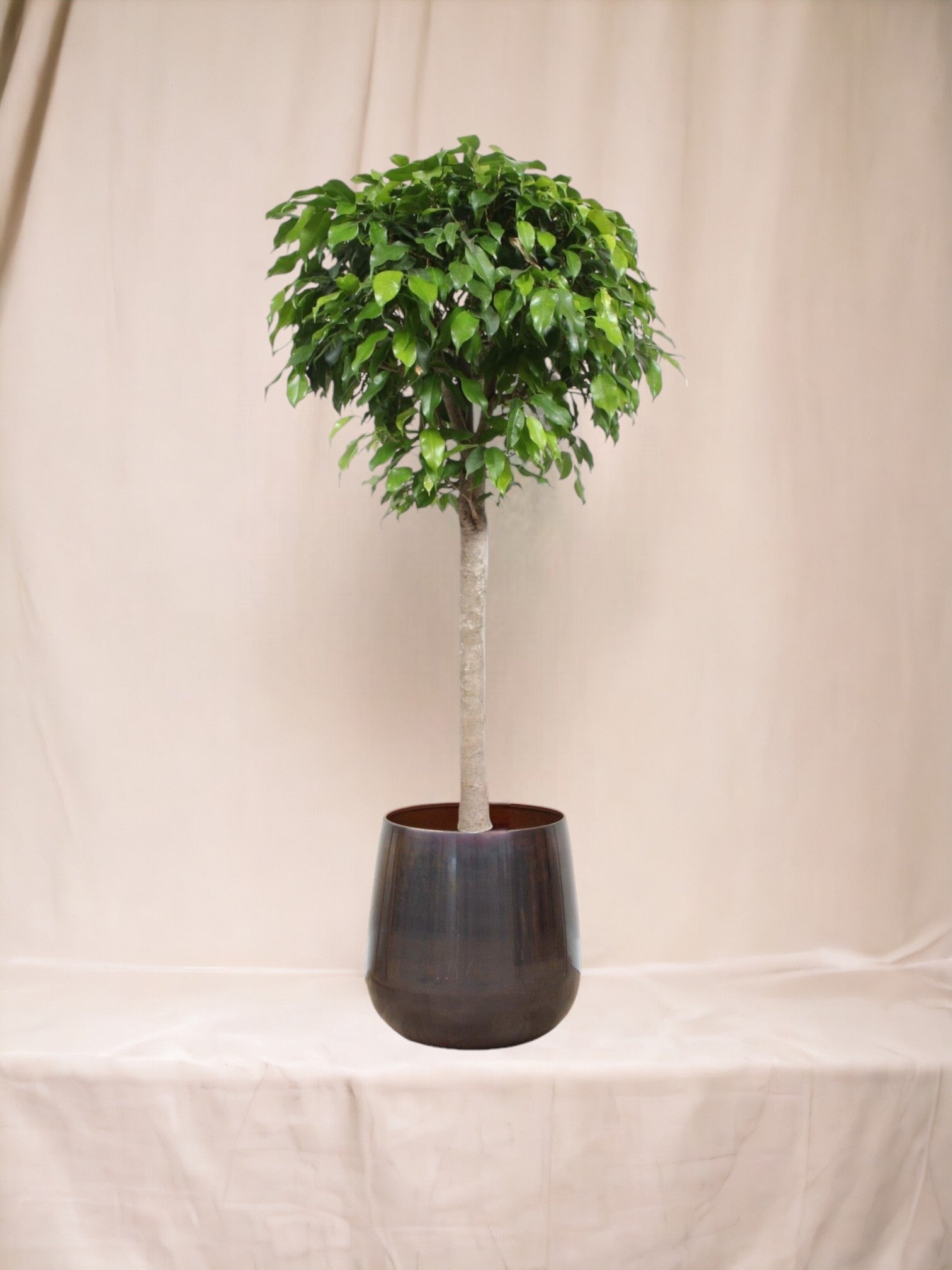 Entretien - Ficus Boule Columnar: Guide pratique - La Green Touch