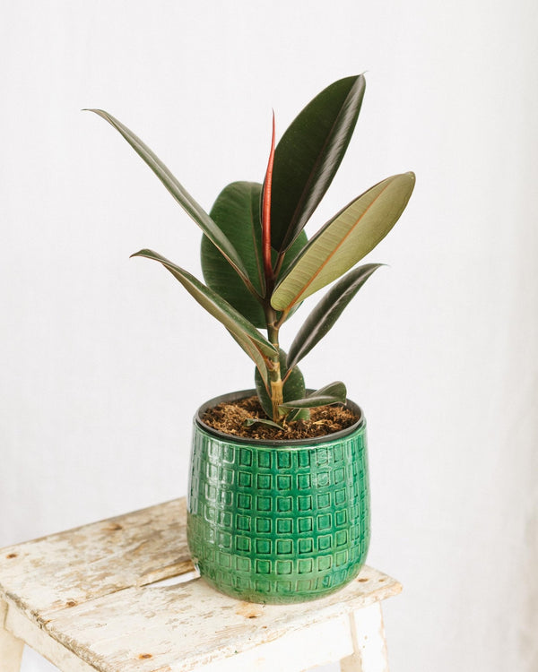 Entretien Ficus Robusta - La Green Touch