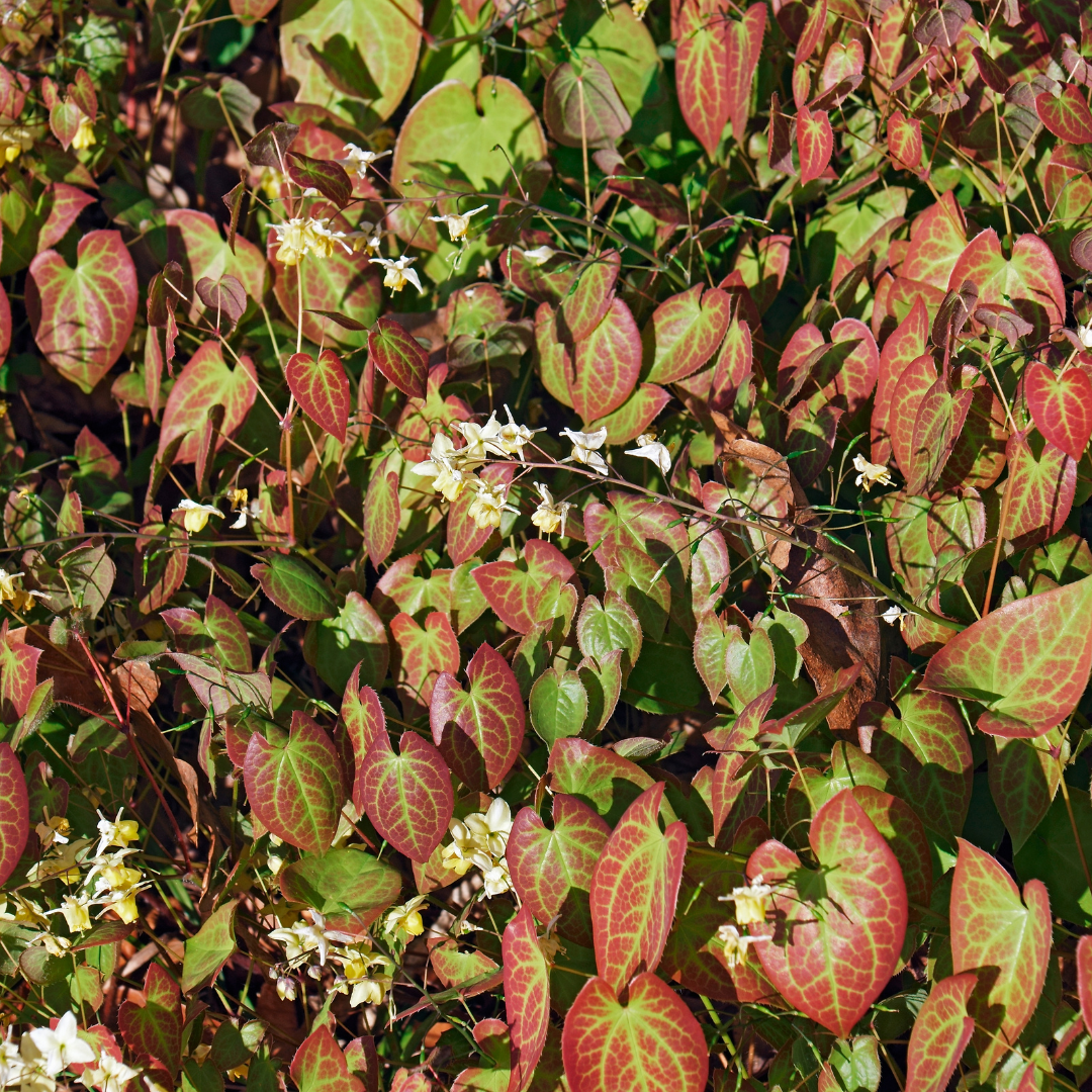 Entretien - Fleur Des Elfes (Epimedium × youngianum) : Guide pratique - La Green Touch