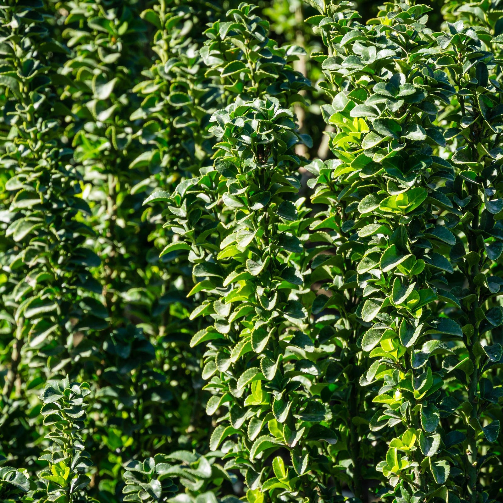 Entretien - Fusain Du Japon (Euonymus japonica) : Guide pratique - La Green Touch