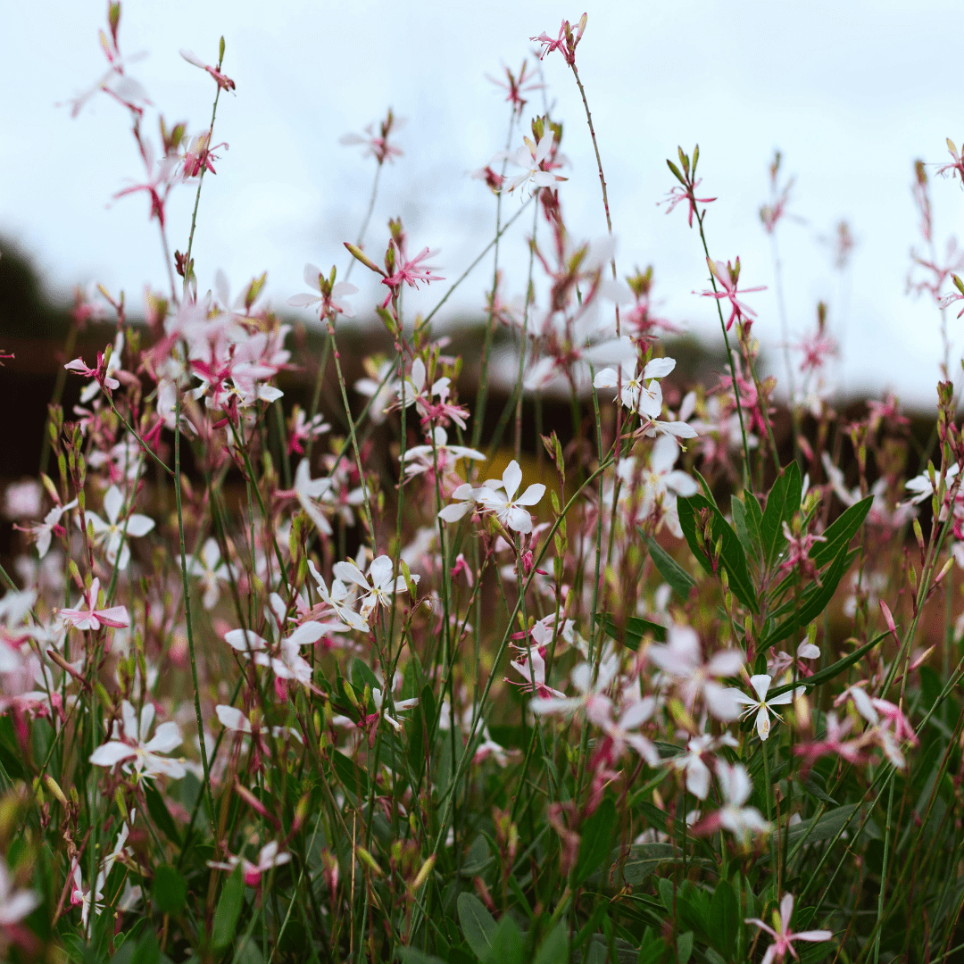 Entretien - Gaura (Gaura lindheimeri) : Guide pratique - La Green Touch